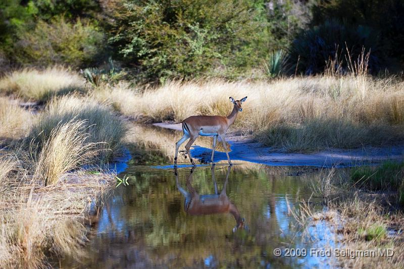 20090614_155307 D3 X1.jpg - Springbok (Gazelle)